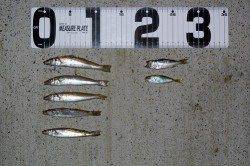 【雨がぱらつく中投げ釣り】５目釣り達成！