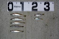 【雨がぱらつく中投げ釣り】５目釣り達成！