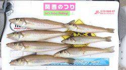 炬口周辺での投げ釣りキス☆　釣友と楽しく釣行