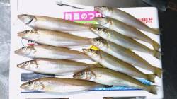 洲本港で投げ釣り（引き釣り）でキスの釣果、…