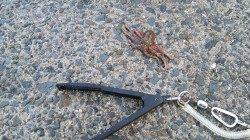 エビ撒き釣りの合間に…タコジグでの釣果＠南芦屋浜