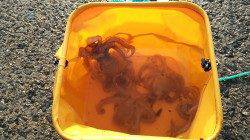 エビ撒き釣りの合間に…タコジグでの釣果＠南芦屋浜