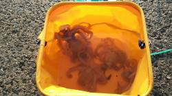 エビ撒き釣りの合間に...タコジグでの釣果…