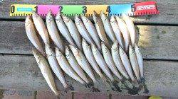 洲本で投げ釣り、ポイントまで超遠投！