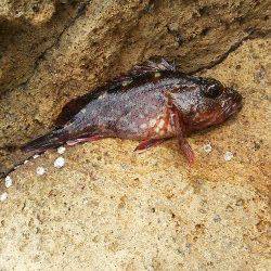 京丹後西部エリア夕日港でメバリング釣果