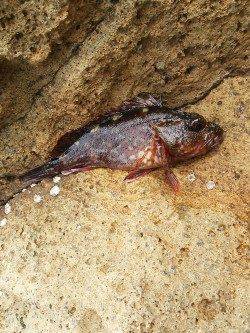 京丹後西部エリア夕日港でメバリング釣果