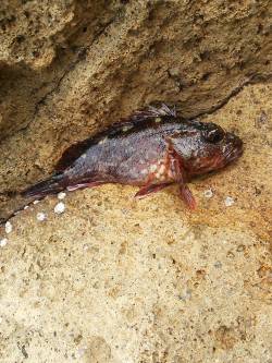  京丹後西部エリア夕日港でメバリング釣果