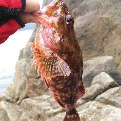 竹野磯、デイエギング釣果とワームでガシラの良型！