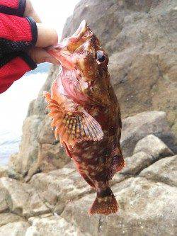 竹野磯、デイエギング釣果とワームでガシラの良型！