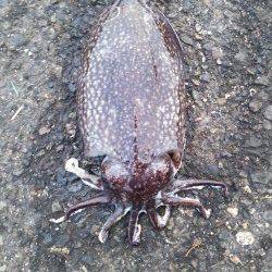 竹野磯、デイエギング釣果とワームでガシラの良型！