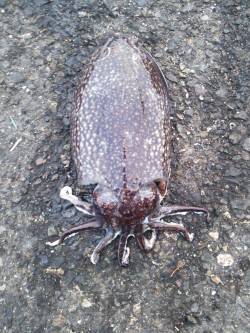 竹野磯、デイエギング釣果とワームでガシラの…