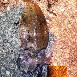 津居山港でエギング、コウイカＧＥＴ！