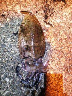 津居山港でエギング、コウイカＧＥＴ！