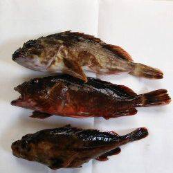 京丹後西部エリア夕日港でメバリング釣果