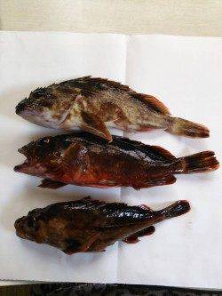 京丹後西部エリア夕日港でメバリング釣果