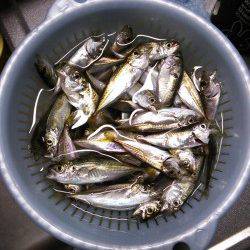 柴山港　朝マズメにサビキで豆アジ63匹☆