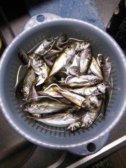 柴山港　朝マズメにサビキで豆アジ63匹☆