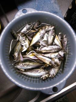 柴山港　朝マズメにサビキで豆アジ63匹☆