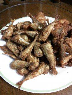 柴山港　朝マズメにサビキで豆アジ63匹☆