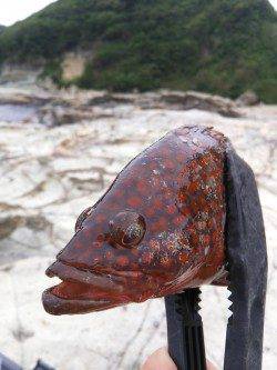 竹野港　メバリングでキジハタ・ガシラ・ハゼ　エギングは強風で断念