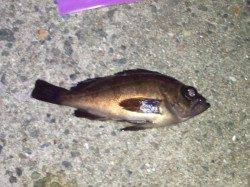 東二見人口島　雨のメバリングに2時間半の釣行♪