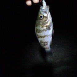 東二見人口島　雨のメバリングに2時間半の釣行♪