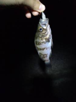 東二見人口島　雨のメバリングに2時間半の釣…