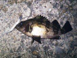 香住東港　メバリングでアコウ＆メバル　エギングは反応なし(。>д<)