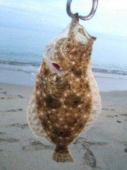 ワンキャストで初ヒット♪箱石海岸でヒラメ