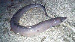 野島・加尾漁港、ズボ釣りで穴子の釣果