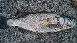 濱ノ瀬漁港、ヒラスズキ・マルスズキ、共に70cmオーバー！