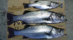 濱ノ瀬漁港、ヒラスズキ・マルスズキ、共に7…