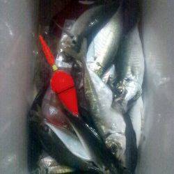 とっとパーク小島　夕方の時合いに中アジ16匹　ハマチ＆サバのダブルは痛恨のハリス切れ