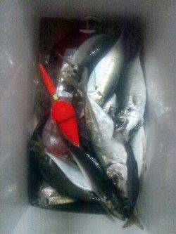 とっとパーク小島　夕方の時合いに中アジ16匹　ハマチ＆サバのダブルは痛恨のハリス切れ