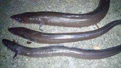 野島・加尾漁港、ズボ釣りで穴子の釣果