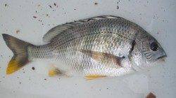 南塩谷　小サバの猛攻もフカセでキビレ32cm　紀州釣りではチヌの姿も