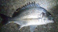 濱ノ瀬漁港　投げ釣りでキビレ〜43cm2尾　良型のバラシも