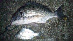 濱ノ瀬漁港　投げ釣りでキビレ〜43cm2尾　良型のバラシも