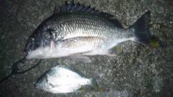 濱ノ瀬漁港　投げ釣りでキビレ〜43cm2尾…