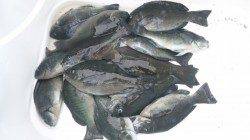 神谷の地磯でフカセ、開始早々からグレが入れ食い状態