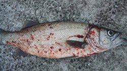 濱ノ瀬漁港でルアーゲーム、71cmのヒラスズキの強烈な引き！