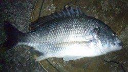 濱ノ瀬漁港、投げ釣りで自己新記録のキビレ４７㎝♪