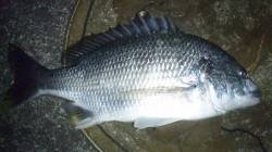 濱ノ瀬漁港、投げ釣りで自己新記録のキビレ４…