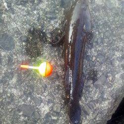 淀川河口　ウキ釣りでカワアナゴ＆ウロハゼ3匹