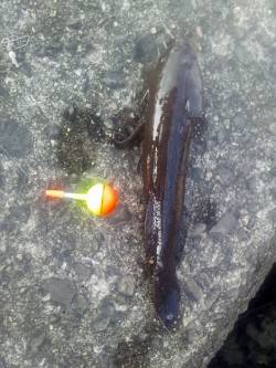 淀川河口　ウキ釣りでカワアナゴ＆ウロハゼ3…