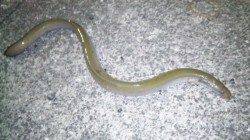 濱ノ瀬漁港、投げ釣りで自己新記録のキビレ４７㎝♪