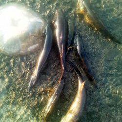 淀川河口　ウキ釣りでカワアナゴ＆ウロハゼ3匹