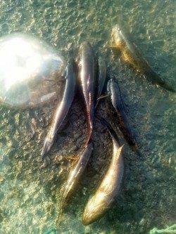淀川河口　ウキ釣りでカワアナゴ＆ウロハゼ3匹