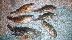 濱ノ瀬漁港で探り釣り、ガシラの釣果