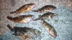 濱ノ瀬漁港で探り釣り、ガシラの釣果